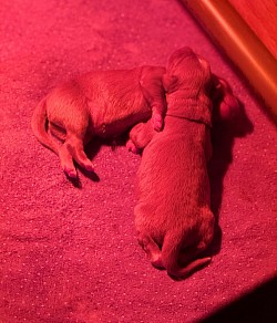 Babies