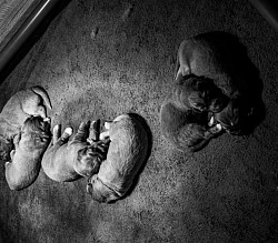 Babies