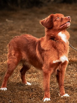 Up to You Of Red Mapple Tollers