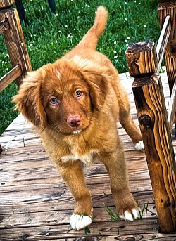 Arround the World Of Red Mapple Tollers