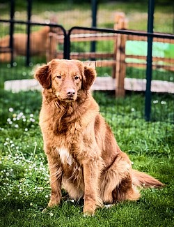 Under Passion Of Red Mapple Tollers